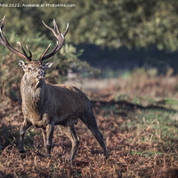Buy canvas prints of Stag on a mission to mate by Kevin White