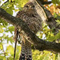 Buy canvas prints of Female kestrel living in the wild by Kevin White