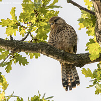 Buy canvas prints of Common kestrel sitting in the morning sun by Kevin White
