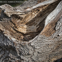 Buy canvas prints of fallen oak tree left to decay and rot by Kevin White