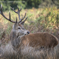 Buy canvas prints of Adult male deer resting in the grass by Kevin White