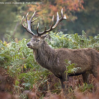 Buy canvas prints of Adult male deer in autumn by Kevin White