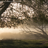 Buy canvas prints of Fallen tree lit by the misty sunrise by Kevin White