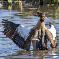 Buy canvas prints of Egyptian goose landing on water by Kevin White