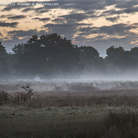 Buy canvas prints of Stag deer roaming early morning by Kevin White