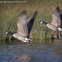 Buy canvas prints of Canadian geese flying over local pond by Kevin White