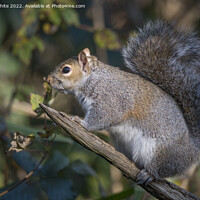 Buy canvas prints of Looking cute squirrel by Kevin White