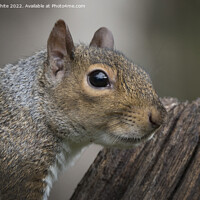 Buy canvas prints of Grey Squirrel close up head shot by Kevin White