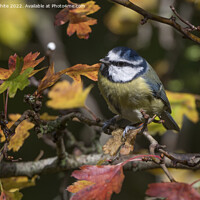 Buy canvas prints of Blue tit and autumn leaves by Kevin White