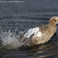Buy canvas prints of Juvenile Egyptian goose trying out his splashing skills by Kevin White