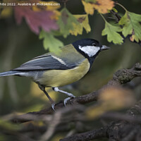 Buy canvas prints of Great Tit and autumn leaves by Kevin White
