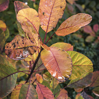 Buy canvas prints of Autumn leaves after the rain by Kevin White