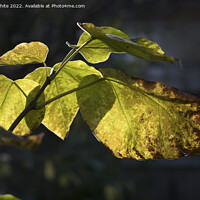Buy canvas prints of Catalpa Indian Bean Tree leaves dying by Kevin White
