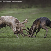 Buy canvas prints of Two young stags play fighting by Kevin White