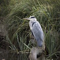 Buy canvas prints of Grey heron sitting on large log by Kevin White