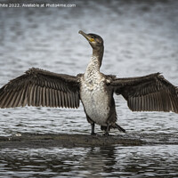 Buy canvas prints of Juvenile cormorant drying out his wings by Kevin White
