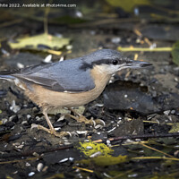 Buy canvas prints of Nuthatch has found a nut to eat by Kevin White