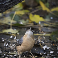 Buy canvas prints of Nuthatch looking above for food by Kevin White