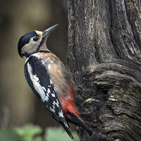 Buy canvas prints of Greater spotted woodpecker feeding by Kevin White