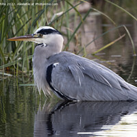 Buy canvas prints of Grey heron resting after feast by Kevin White