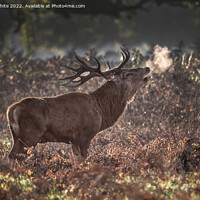 Buy canvas prints of Red deer stag sniffing the air by Kevin White