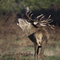 Buy canvas prints of What big antlers I have by Kevin White
