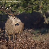 Buy canvas prints of Another proud stag  by Kevin White