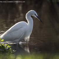 Buy canvas prints of Egret in search of food by Kevin White