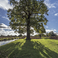 Buy canvas prints of Under the shadow of the Oak by Kevin White