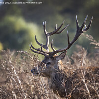 Buy canvas prints of Red deer stag hiding in the bush by Kevin White