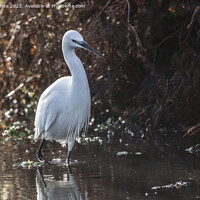 Buy canvas prints of Egret wading through shallow water by Kevin White