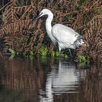 Buy canvas prints of Egret looking for his morning breakfast by Kevin White