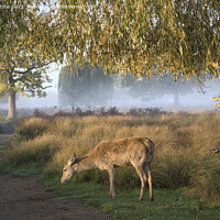 Buy canvas prints of Young female deer early misty sunny morning by Kevin White