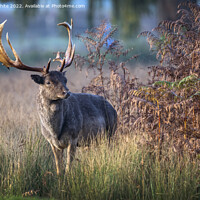 Buy canvas prints of I smell a female deer by Kevin White