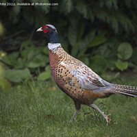 Buy canvas prints of Pheasant in the garden by Kevin White