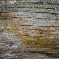 Buy canvas prints of There is beauty in natures rotting wood by Kevin White