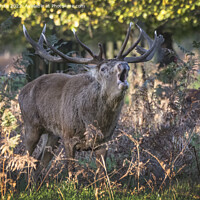 Buy canvas prints of Large stag deer feeling horny by Kevin White