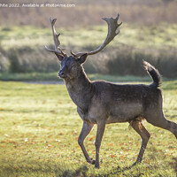 Buy canvas prints of Stag on the run by Kevin White