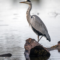 Buy canvas prints of Grey heron resting on log after flying by Kevin White