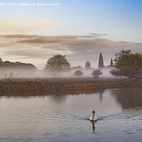 Buy canvas prints of Late November mist with swan by Kevin White
