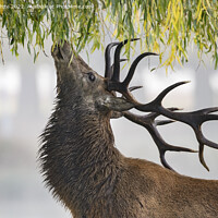 Buy canvas prints of Red deer stag feeding from weeping willow tree by Kevin White
