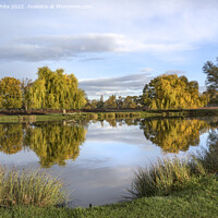 Buy canvas prints of Heron pond November morning sun Bushy Park by Kevin White