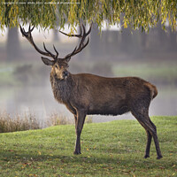 Buy canvas prints of Portrait of a male Red Deer by Kevin White