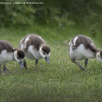 Buy canvas prints of Cute Egyptian goslings by Kevin White