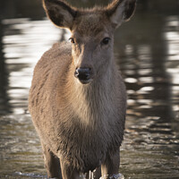 Buy canvas prints of First dip in water for young red deer by Kevin White