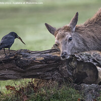 Buy canvas prints of Different creatures sharing a moment by Kevin White