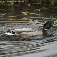 Buy canvas prints of Mallard duck in a hurry by Kevin White
