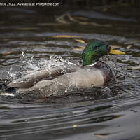 Buy canvas prints of What a splash from a Mallard duck by Kevin White