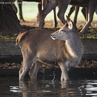 Buy canvas prints of Just one deer braving the water by Kevin White