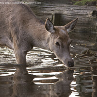 Buy canvas prints of Doe deer testing the water by Kevin White